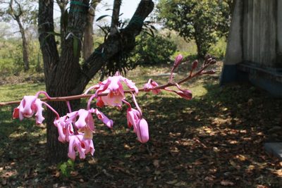 Myrmecophila grandiflora, photographed by Victor De la Cruz