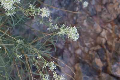 Lepidium fremontii, photographed by Jacob Friend