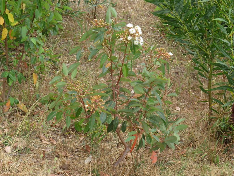 Corymbia calophylla, photographed by Jeremy Gilmore