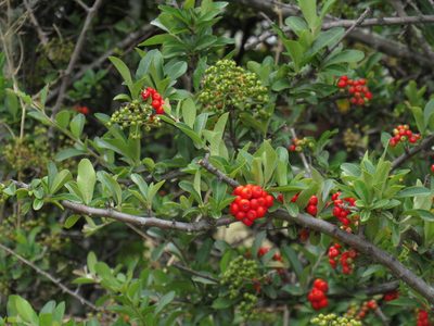 Pyracantha crenulata, photographed by Jeremy Gilmore