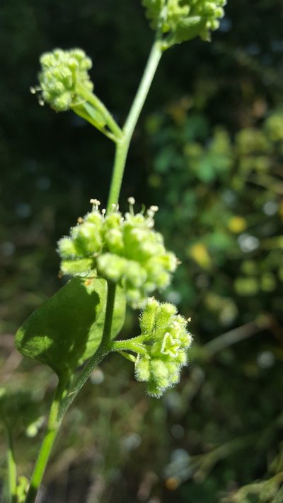 Salpianthus purpurascens, photographed by Eugenio Padilla