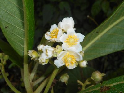 Saurauia montana, photographed by J. L. Gómez-Hechavarría
