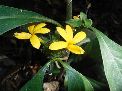 Barleria oenotheroides, photographed by J. L. Gómez-Hechavarría