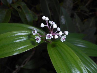Maianthemum gigas, photographed by J. L. Gómez-Hechavarría