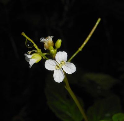 Cardamine fulcrata, photographed by J. L. Gómez-Hechavarría