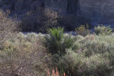 Phoenix dactylifera, photographed by Jacob Friend