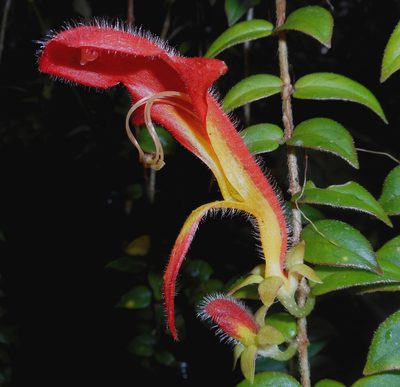 Columnea microcalyx, photographed by J. L. Gómez-Hechavarría