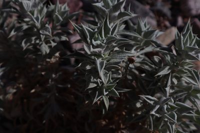 Salvia funerea, photographed by Jacob Friend