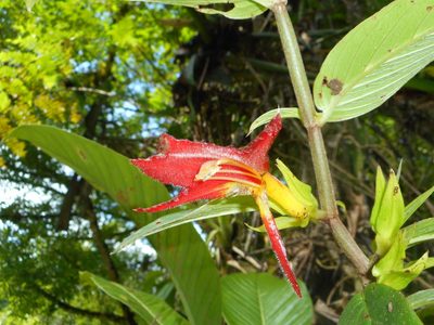 Columnea nicaraguensis, photographed by J. L. Gómez-Hechavarría