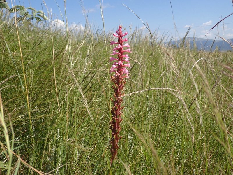 Satyrium macrophyllum, photographed by Mahomed Desai