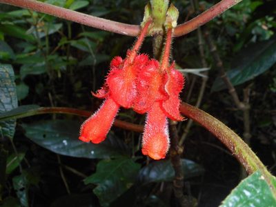 Glossoloma tetragonum, photographed by J. L. Gómez-Hechavarría
