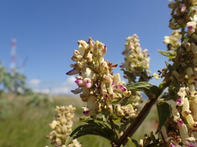 Coleus calycinus, photographed by Mahomed Desai