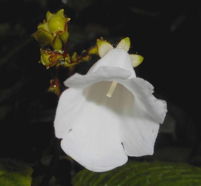 Monopyle maxonii, photographed by J. L. Gómez-Hechavarría