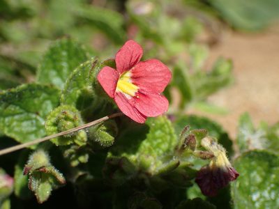Jamesbrittenia breviflora, photographed by Mahomed Desai