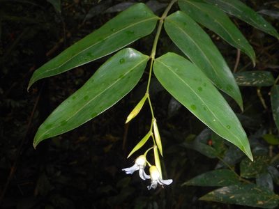 Stromanthe tonckat, photographed by J. L. Gómez-Hechavarría