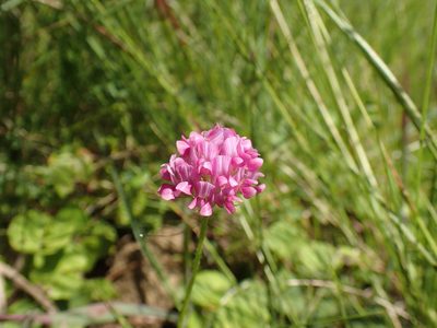 Trifolium africanum, photographed by Mahomed Desai