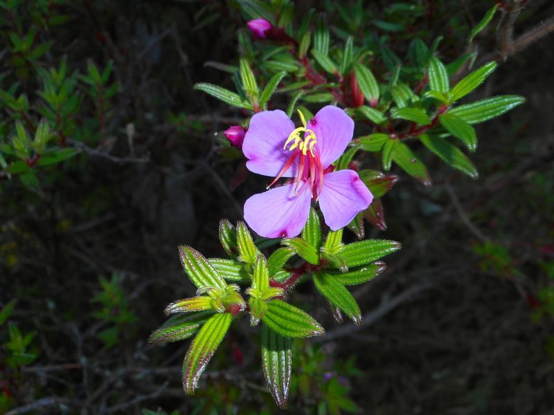 Monochaetum vulcanicum, photographed by J. L. Gómez-Hechavarría