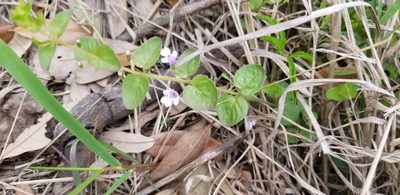 Clinopodium brownei, photographed by Sheryl Marquez