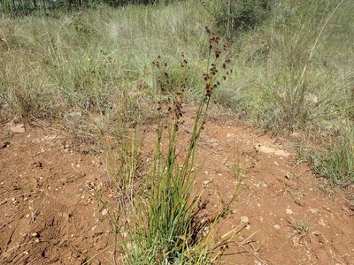 Juncus oxycarpus, photographed by Mahomed Desai