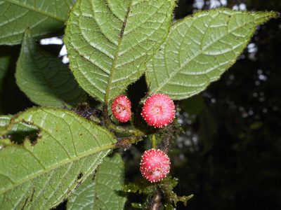 Siparuna grandiflora, photographed by J. L. Gómez-Hechavarría