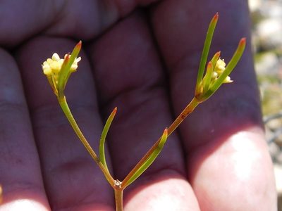 Centella thesioides, photographed by Klaus Wehrlin