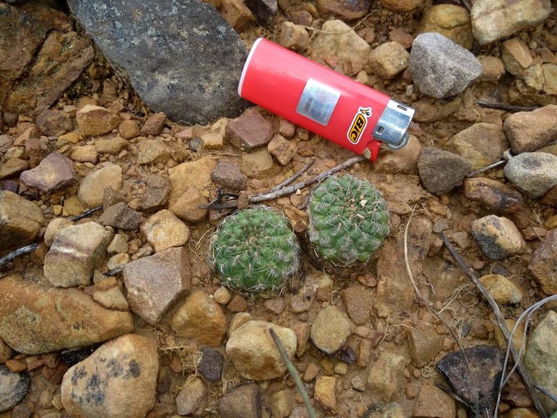 Weingartia canigueralii, photographed by Naturalist Tours