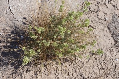Lepidium fremontii, photographed by Jacob Friend