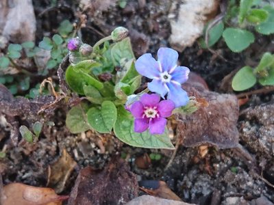Omphalodes verna, photographed by Camilla Lund Kristensen
