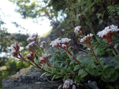 Crassula obovata, photographed by Mahomed Desai