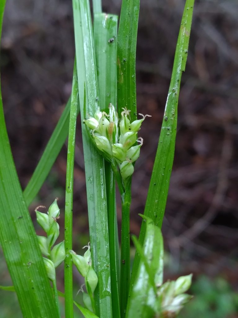 Carex crebriflora, photographed by Scott Ward