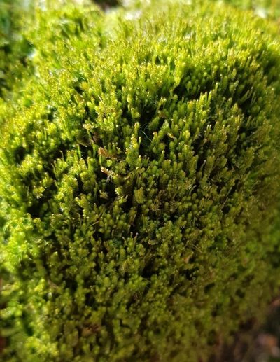Neoorthocaulis attenuatus, photographed by Helen Waterman