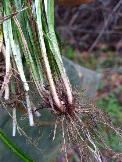 Carex crebriflora, photographed by Scott Ward