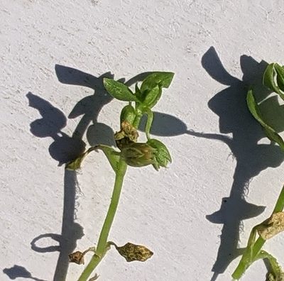 Stellaria apetala, photographed by Piermario Maculan