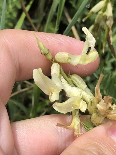 Astragalus scopulorum, photographed by Jared Shorma