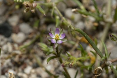 Spergularia bocconei, photographed by Eleftherios Katsillis