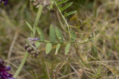 Vicia eriocarpa, photographed by Eleftherios Katsillis