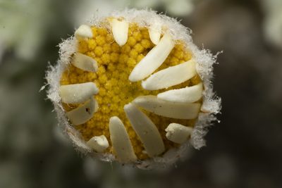 Anthemis tomentosa, photographed by Eleftherios Katsillis