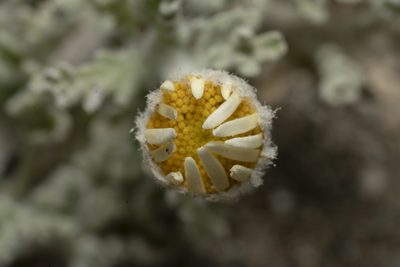 Anthemis tomentosa, photographed by Eleftherios Katsillis