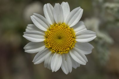 Anthemis tomentosa, photographed by Eleftherios Katsillis