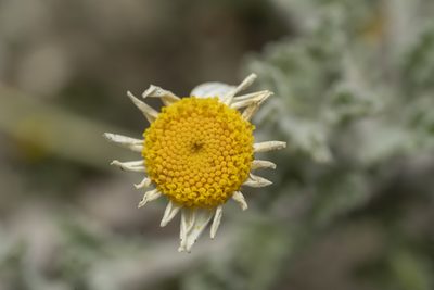 Anthemis tomentosa, photographed by Eleftherios Katsillis