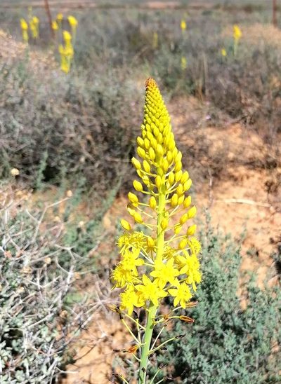 Bulbine alooides, photographed by flamelily