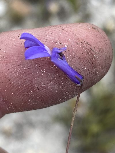 Lobelia chamaepitys, photographed by Dave U