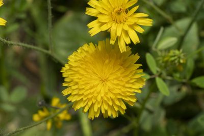 Hypochaeris achyrophorus, photographed by Eleftherios Katsillis