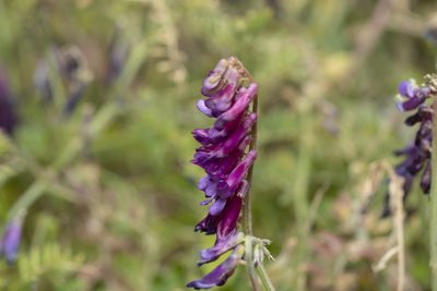 Vicia eriocarpa, photographed by Eleftherios Katsillis
