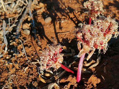 Haemanthus barkerae, photographed by flamelily
