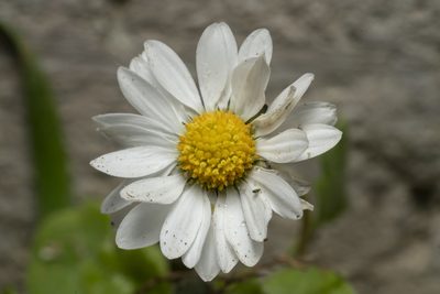 Bellis annua, photographed by Eleftherios Katsillis
