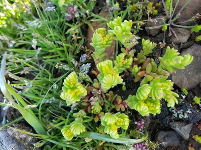 Sedum pumilum, photographed by Mary K. Hanson