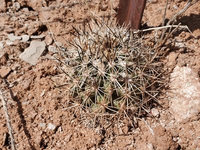 Pediocactus sileri, photographed by Trevor Harding