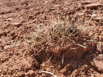 Pediocactus sileri, photographed by Trevor Harding