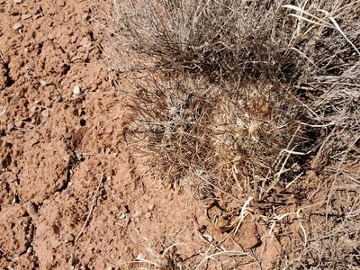Pediocactus sileri, photographed by Trevor Harding